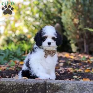 Brady, Cavapoo Puppy